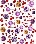 hematoclinica.milaulas.com